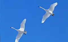 相亲相爱的动物壁纸桌面壁纸3