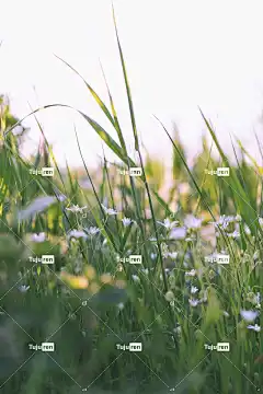 锥-牛奶星 花壁纸 花朵 自然 白色的 盛开 植物 草