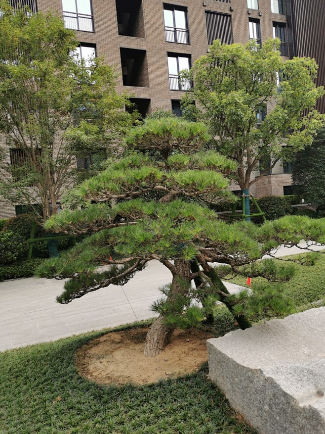 油松