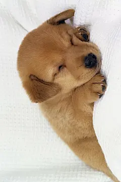 #手机壁纸# #动物#