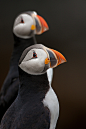 drxgonfly:

Atlantic Puffin Mimes? I think so… by Stephen Oachs (ApertureAcademy.com) on Flickr.
