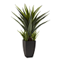 Agave With Black Planter - Bring nature inside with this beautiful, lush Agave. Standing 30" high, with an array of bold, spiny leaves pointing every which way, this plant looks like you've babied it for years (the fact that it never needs water will
