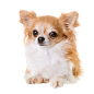 吉娃娃1