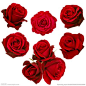 浪漫的玫瑰花高清图片