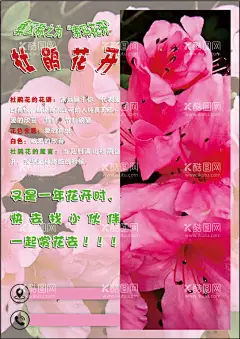 杜鹃花海报  - 源文件下载【酷图网】杜鹃花海报,杜鹃花宣传单,杜鹃花,索玛花开,高清杜鹃花