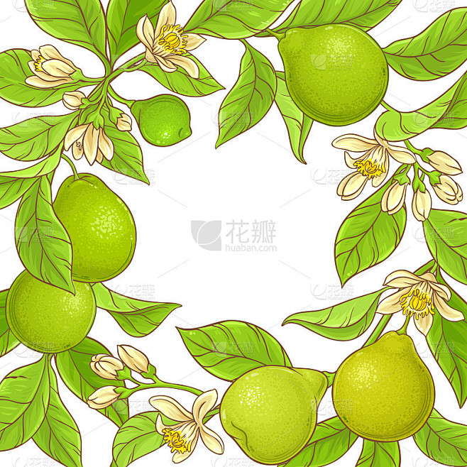 佛手柑矢量框架