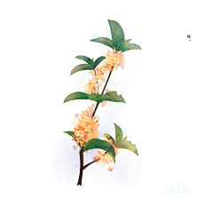 Jin·oо金金采集到朝花夕拾