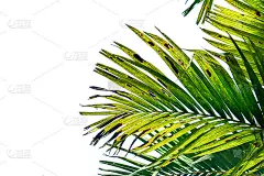 白色背景上孤立的棕榈叶，夏季概念，自由的文本空间，包括剪切路径，高清图像和大分辨率。可以用作桌面壁纸