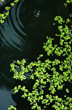 蓝草衣采集到幽