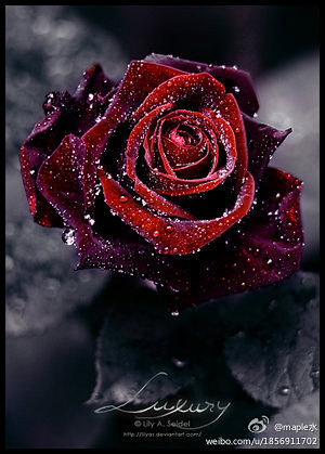 [Red Rose - Armik - ...