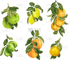水果,接力赛,酸橙,柠檬,橙子,柚子,清新,食品,维生素,果汁