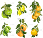 水果,接力赛,酸橙,柠檬,橙子,柚子,清新,食品,维生素,果汁