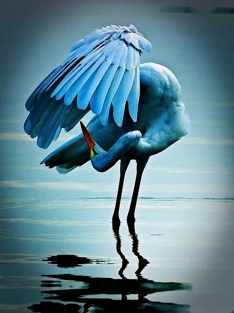 Blue Flamingo