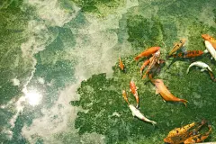 锦鲤绿溪风景 ipad壁纸  见者好运 