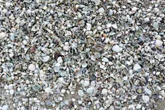 贝壳,背景,堆,海扇壳,扇贝,半熟品,水,褐色,水平画幅,沙子