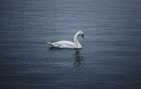 Cinemagraphs / Anima...