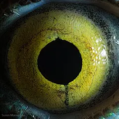 金剛鸚鵡－不知道為什麼，讓人錯覺是史前怪物……


雲雀－可愛的小雲雀，眼神卻出乎意料的成熟。


暹羅貓－凝視後，竟覺得它愈來愈像海底火山。


白化虎蟒－索倫之眼縮小版！


鬣蜥－這樣的瞳孔，盯久會不自覺發毛。


哈士奇狗－你的迷人藍眼就像隻巨大的海洋魚。


牛－呈現一字的瞳孔，是否就是眨眼的瞬間？


鴨－就像個黑暗漩渦，彷彿會把人吸入其中。


蛇怪蜥蜴－詭譎的黃綠色瞳孔，沒有動物比你更適合。


烏鴉－彷彿暗色調的圖騰，訴說著不可告人的祕密。


凱門鱷－滿布紋路的瞳孔，幸好顏色並非鮮紅…