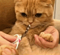 这只猫每到修毛，剪指甲时整只猫就呆滞了，这表情萌炸了 ！