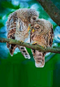 "Night, Hon" - #Owl