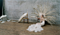 Tim Walker Photography