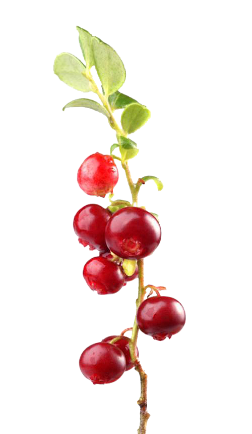 蔓越莓