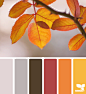 autumn palette