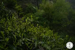 新茶｛顾渚紫笋明前｝ 寂境｜渔山隐 方坞岕古茶山野生紫笋／45g-淘宝网