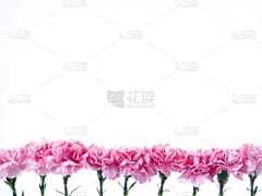 一个物体,康乃馨,粉色,母亲节,可爱的,贺卡,清新,母亲,浪漫,泰国