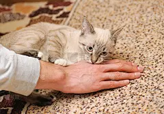 顽皮的泰国小猫咬人的手指