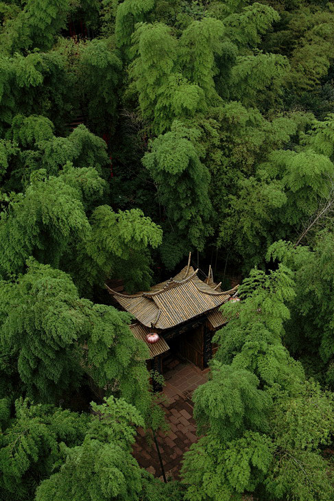 竹林深处[精美图片】