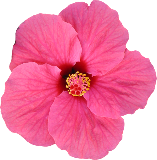 花朵 装饰元素免抠png图片壁纸