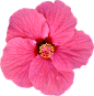 花朵 装饰元素免抠png图片壁纸