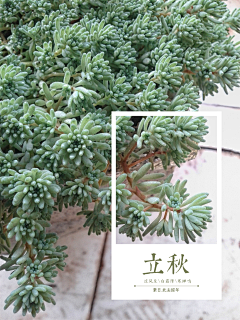 任性の草采集到排版