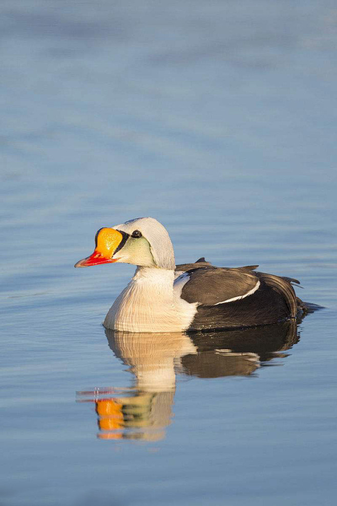 雁形目鸭科绒鸭属王绒鸭