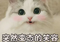 可爱猫咪