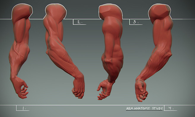 Arm Anatomy practice...