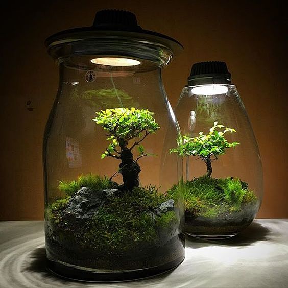 Terrarium light