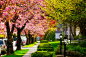 樱花,生活方式,春天,绿色,步行道路正版图片素材