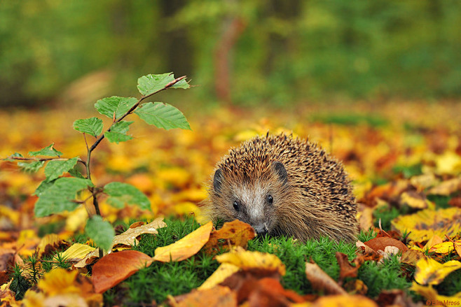 Photograph Hedgehog ...