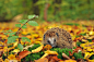 Photograph Hedgehog autumn by Eike Mross on 500px