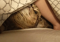 Henriz采集到猫