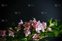 粉色,自然美,美,贺卡,水平画幅,无人,夏天,干净,特写,花束