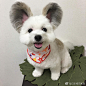 #日本城市画报# 日本有只可爱的马尔济斯跟蝴蝶犬的混血犬狗狗ゴマ，ゴマ是４岁的女孩，现在住在日本东京，她很幸运的混到了奇特的基因，两只招风耳可真是可爱到爆呀！ ​​​​