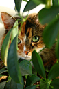 卡罗尔在Flickr上#cats #cutecats cats |  可爱的猫|  |可爱的猫和小猫|美丽的猫|  猫爱好者