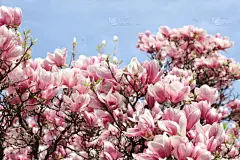 玉兰绽放的花朵。春暖花开的季节壁纸背景