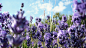 General 1920x1080 nature flowers purple flowers lavender
