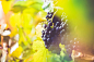 (click to download) Ripe Wine Grapes in Vineyard Field FREE Stock Photo