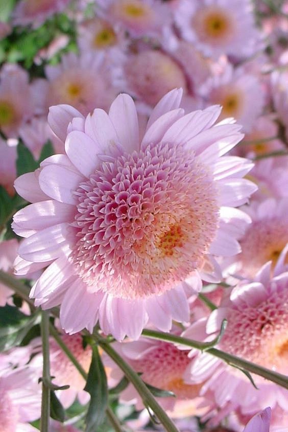 Pink Chrysanthemums:...