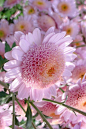 Pink Chrysanthemums: 
