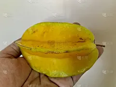 杨桃